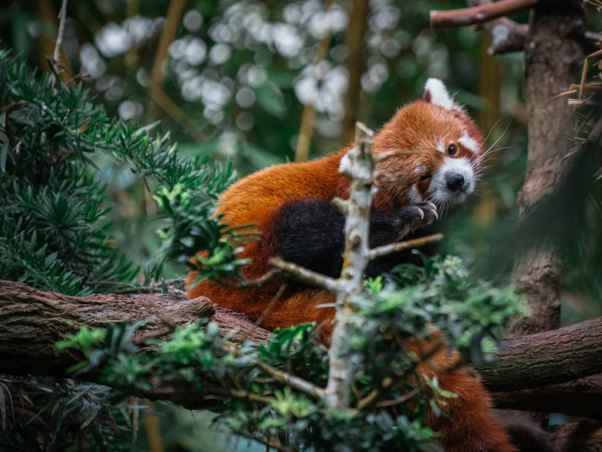 Red panda climbing on a tree at Mandai Singapore Zoo